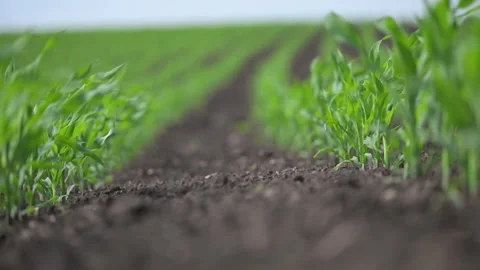 Smooth slow motion of corn rows in field, leaves dancing. Stock Footage 315716328