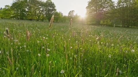 Smooth Slow Motion Flight Above Fresh Green Spring Blooming Meadow. Stock Footage 310611898