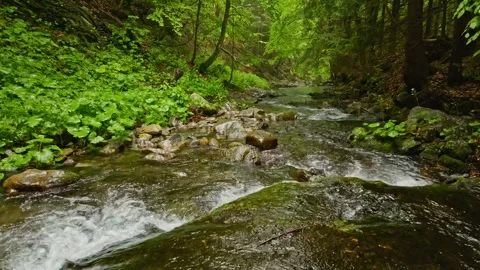 Smooth Slow Motion Flight Through Fresh Green Spring Forest over a Small River. Stock Footage 311151449