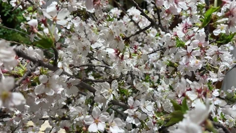 Smooth Slow Motion Movement of White Spring Blossoms (Peach Blossom) Stock Footage 332451062