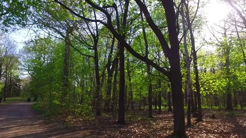Smooth Slow Motion Steadicam Walk In Natural Forest During Spring Season Stock Footage 75817508