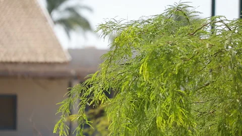 Smooth slow movement of focus from tree to tile roof Vídeos de archivo 97498800