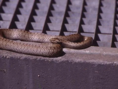 Smooth snake basks in the light well Stock Photos