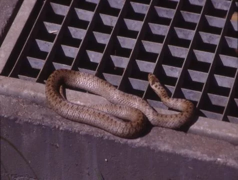 Smooth snake basks in the light well Stock Photos