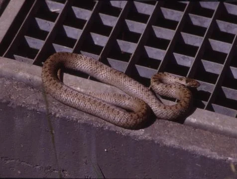 Smooth snake basks in the light well 스톡 사진