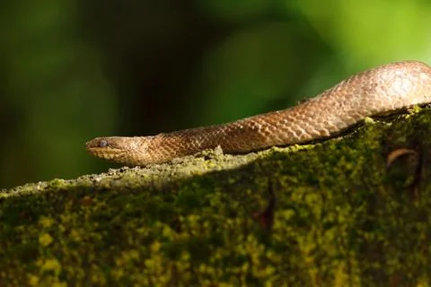 Smooth snake on branch Stock Photos