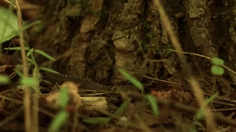 Smooth snake Coronella austriaca Stock Footage 166517867