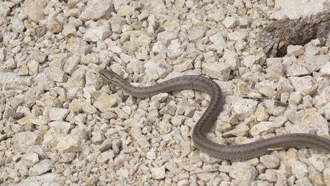 Smooth snake (Coronella austriaca) moving on rocky path Vidéo 111139096
