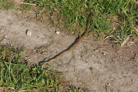 Smooth snake (coronella austriaca) Foto stock