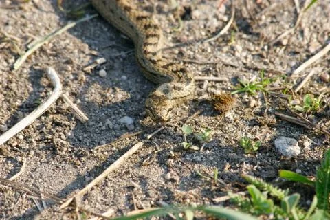 Smooth snake (coronella austriaca) Stock Photos