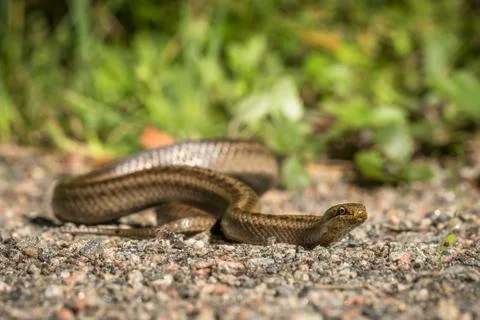 Smooth snake, Coronella austriaca Stock Photos