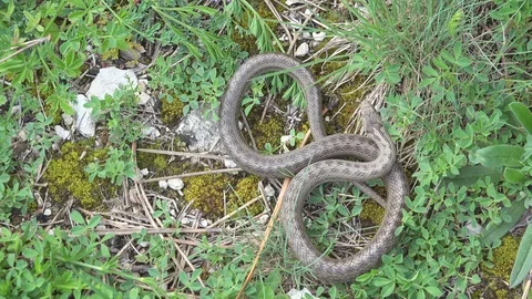Smooth snake (Coronella austriaca) searching prey in the grass Stock Footage 111139443