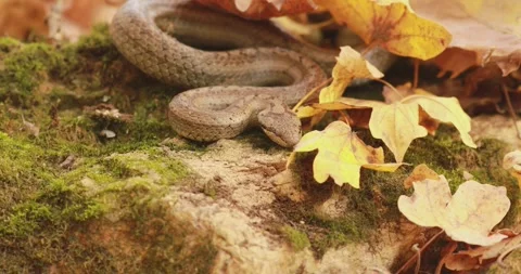 The smooth snake (Coronella austriaca) slithering on a mossy rock Stock Footage 304091459