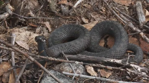 Smooth snake Stock Footage 4712035