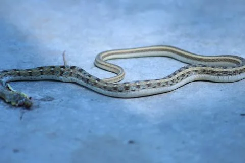 Smooth Snake in Natural Pose Fotos de archivo