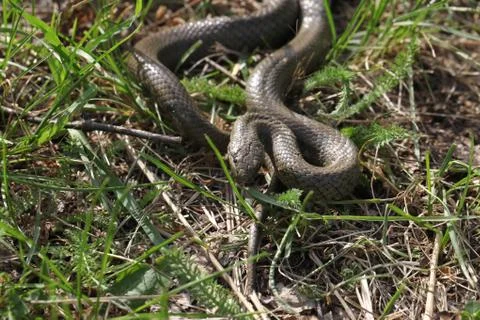 Smooth snake Stock Photos