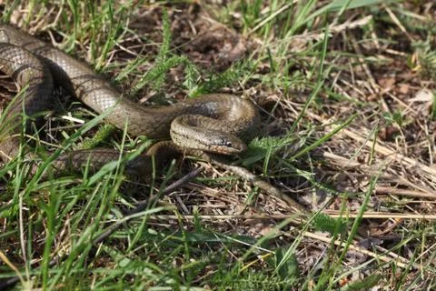 Smooth snake Stock Photos
