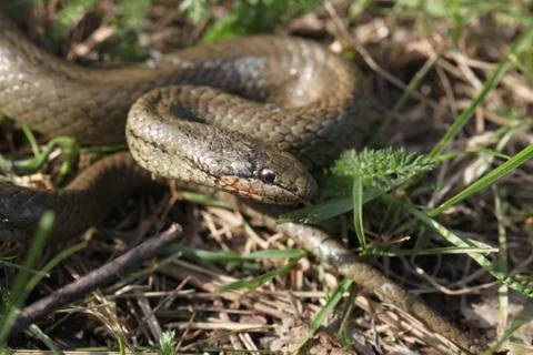 Smooth snake Stock Photos