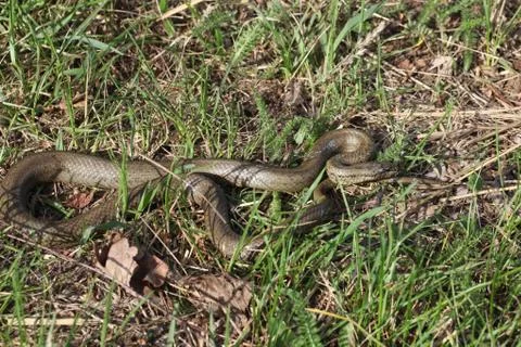 Smooth snake Stock Photos
