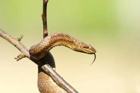 Smooth snake in the tree over blurred background ( Coronella austriaca ) Stock Photos