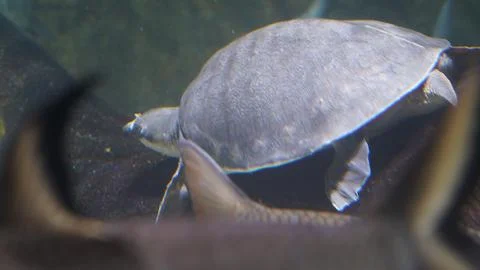 Smooth softshell turtle underwater aquatic life shot Stock Photos
