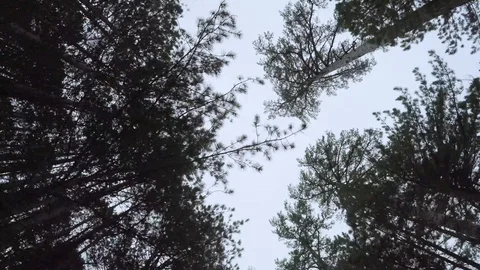 Smooth spiraling around dark trees Stock Footage 124611597