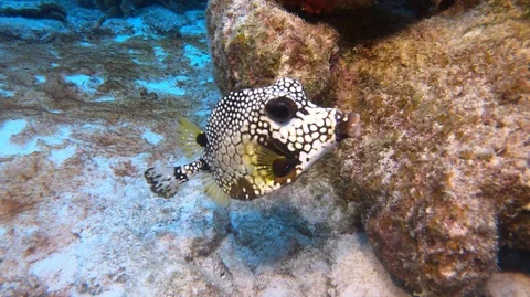 Smooth spotted trunkfish Stock Footage 105065360