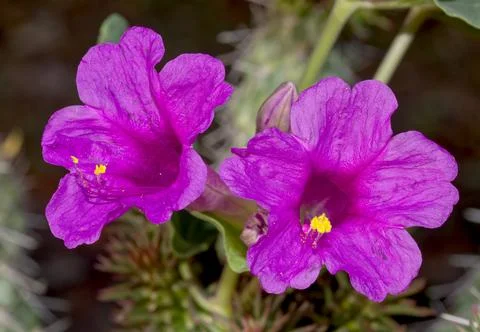 Smooth Spreading 4 O'Clock Flower Stock Photos
