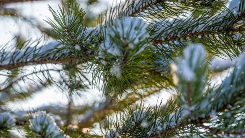 Smooth steady camera shot slides along the pine, sun flare shining tree trunks Stock Footage 170904385
