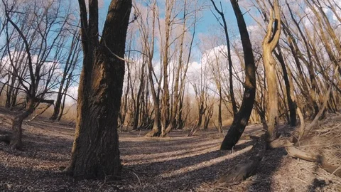 Smooth Steady Movement Among Trees. Sunset Winter Forest Stock Footage 88172382