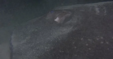 Smooth Stingray At Night, Close Up Video stock 332110559