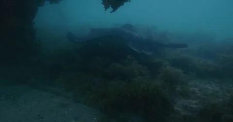 Smooth Stingray Swims Under The Pier Stockbeeldmateriaal 337214836