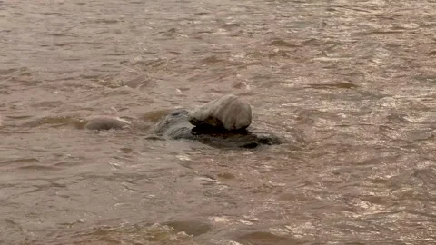 Smooth stone resting on a larger rock in a flowing river with rippling wate.. Stock Footage 339369341