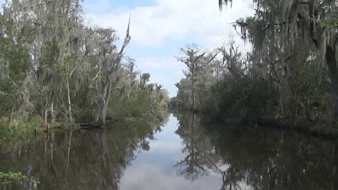 Smooth straight swamp approach Stock Footage 88291870