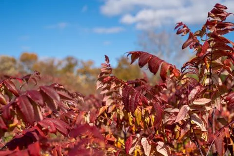 Smooth Sumac bush, with red fall colored leaves, against a blue sky Stock Photos