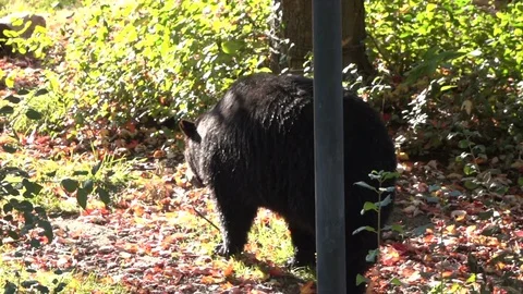 Smooth Super Slow Motion Shot of a Black Bear  Stock Footage 75333529