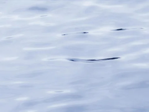 Smooth Swell Video stock 490273