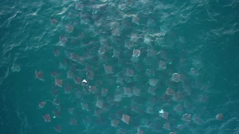 Smooth Tail mobulas jumping in tropical waters on a sunny day - overhead, Stock Footage 220271670