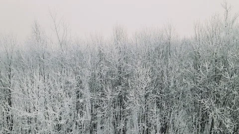 Smooth take-off of a drone over a winter forest Vídeo Stock 166363988