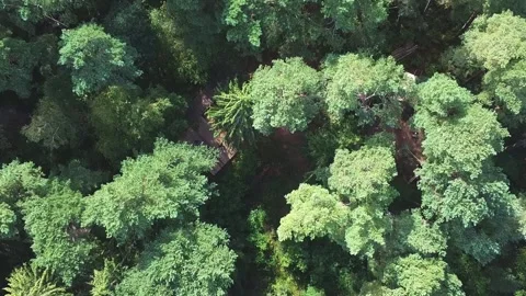 Smooth take-off on green trees in the forest Vidéo 152831605