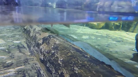 Smooth Tank Movement Stock Footage 310800542