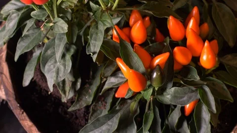 Smooth tilt into potted fresh chilli peppers Stock Footage 95407495