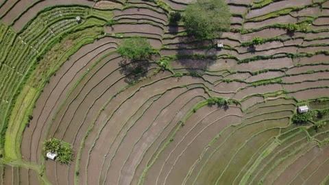 Smooth Top Down Twist Aerial of Sidemen rice fields, Bali, Indonesia,droneshot  Stock Footage 245754382