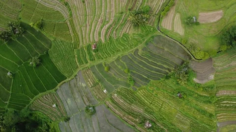 Smooth Top down twist aerial Sidemen ricefields, Bali, Indonesia, droneshot Stock Footage 245754669