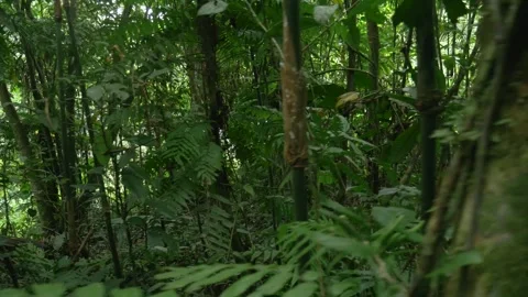 Smooth Moves Stock Videos Royalty Free HD 4K Videos