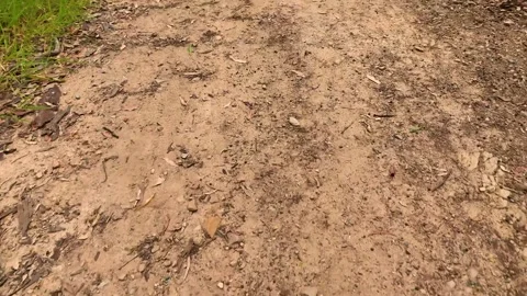 Smooth tracking shot moving forward over a natural dirt path covered with d.. Stock Footage 334092439