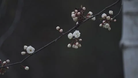 Smooth tracking shot of spring blossoms Vídeo Stock 335539844