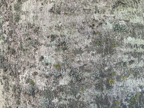 Smooth tree bark color texture reference Stock Photos