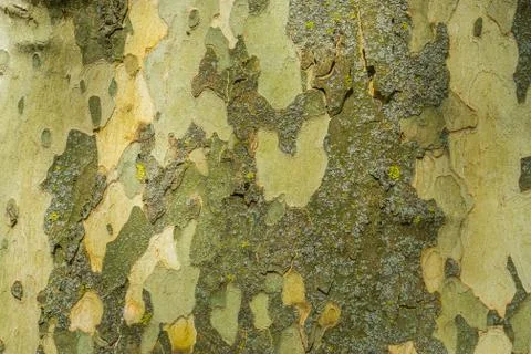 Smooth tree bark pattern background, tree natural defending mechanism, soft t Stock Photos