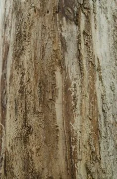 Smooth tree bark texture. Nature wooden texture closeup. Stock Photos